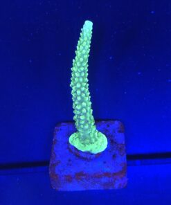 Alternative view of Yongei Green Blue Tips M