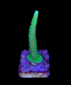 Yongei Green Blue Tips M