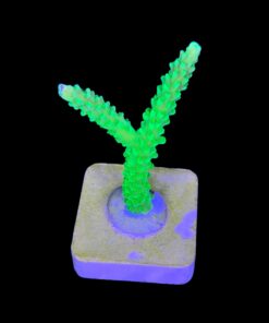 Alternative view of Yongei M