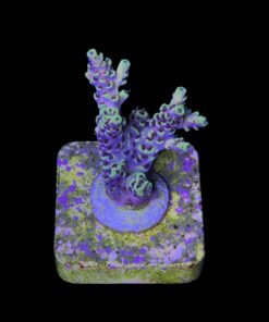 Alternative view of Afterparty M