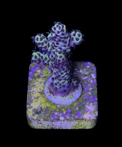 Alternative view of Afterparty M