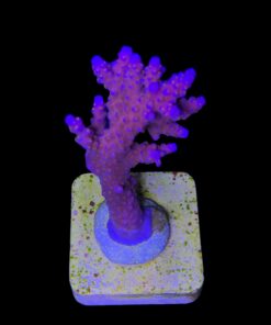 Alternative view of All Star G