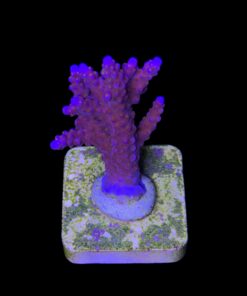 Alternative view of All Star M