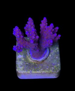 Alternative view of All Star M