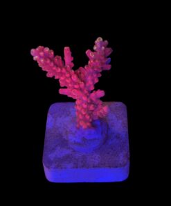 Austera Pink Yellow Tips M