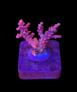 Austera Pink Yellow Tips M