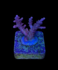 Alternative view of Austera Pink Yellow Tips M