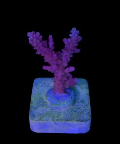 Alternative view of Austera Pink Yellow Tips M