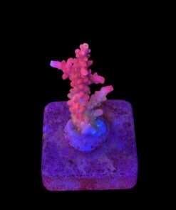 Austera Pink Yellow Tips P