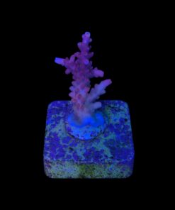 Alternative view of Austera Pink Yellow Tips P