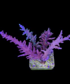 Alternative view of Cardus Mix G