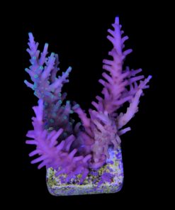 Alternative view of Cardus Mix G