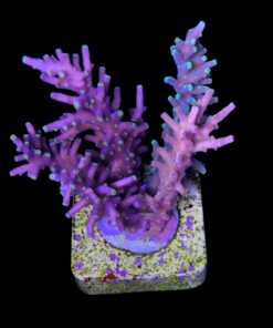 Alternative view of Cardus Mix G