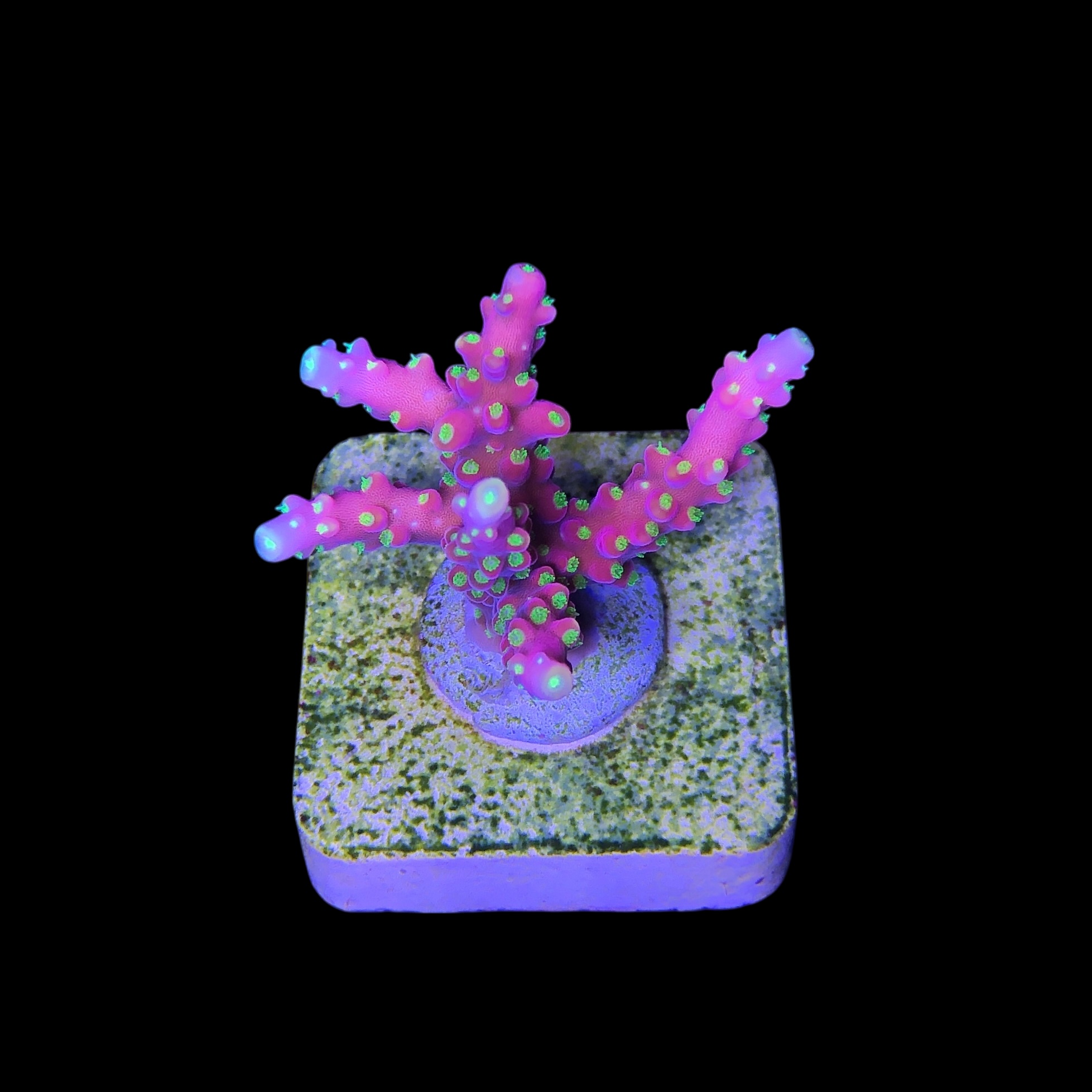 CJ Pink M - Imagem 2