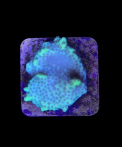 Alternative view of Montipora Confusa Lemon (Spongodes) M
