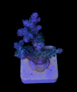 Alternative view of Cosmic M