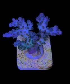 Alternative view of Cosmic M