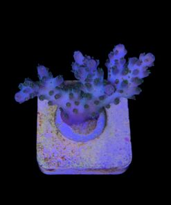 Alternative view of Cosmic M