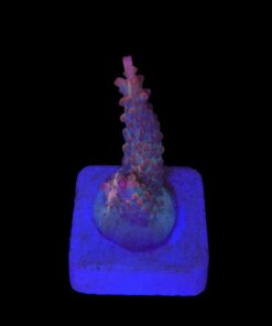 Watermelon Divaricata M (NOVIDADE)