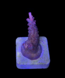 Alternative view of Watermelon Divaricata M (NOVIDADE)