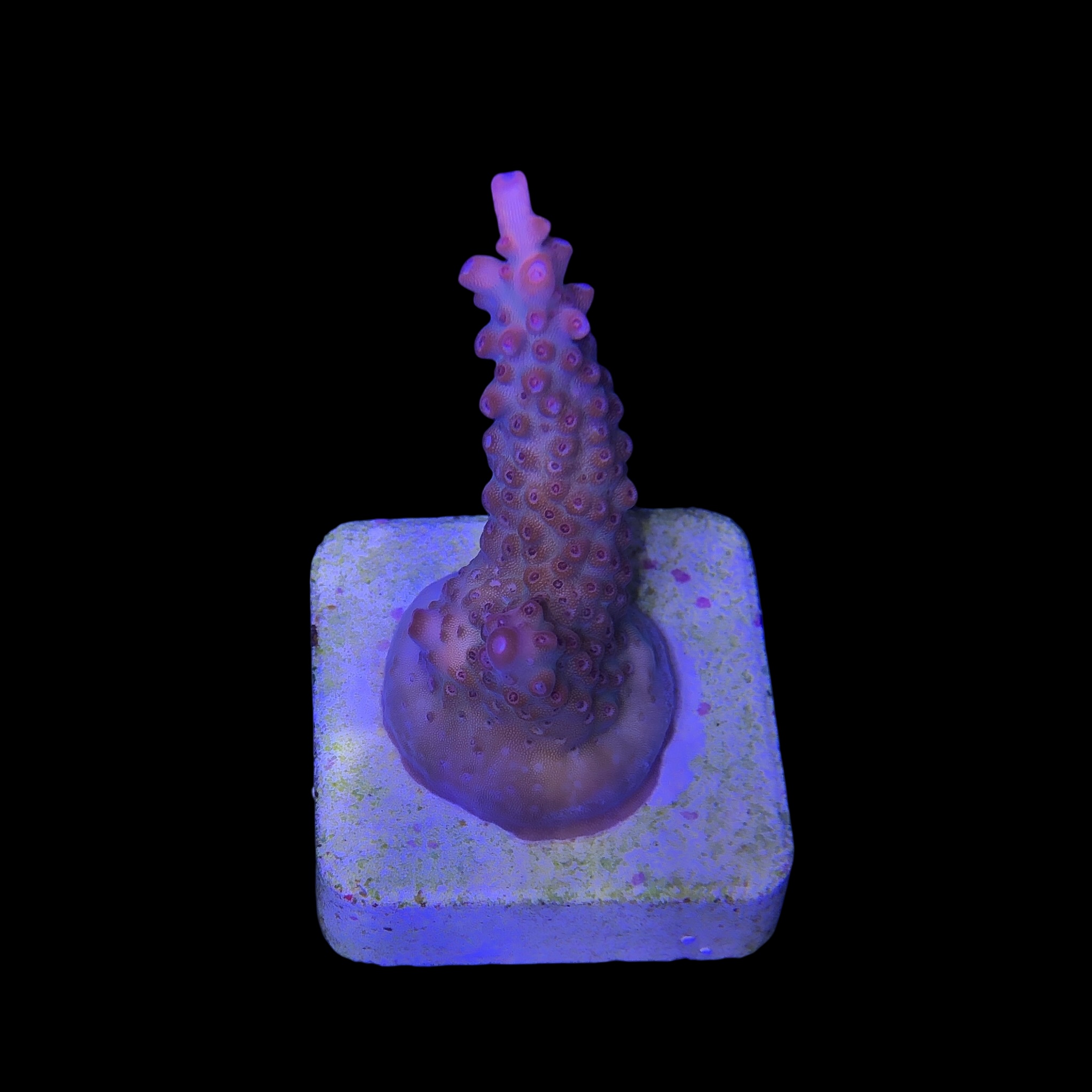 Watermelon Divaricata M (NOVIDADE) - Imagem 2