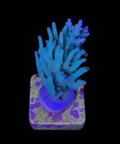 Alternative view of Echinata Green M