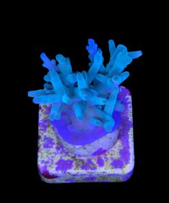 Alternative view of Echinata Green M