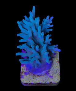 Alternative view of Echinata Green M