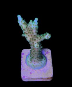 Alternative view of Fantastic Golden M