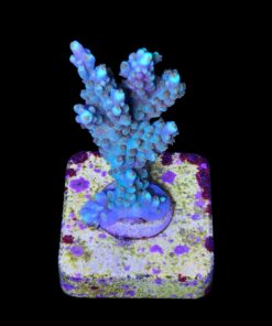 Alternative view of Fuzzy M