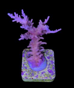 Alternative view of Golden Dragon G