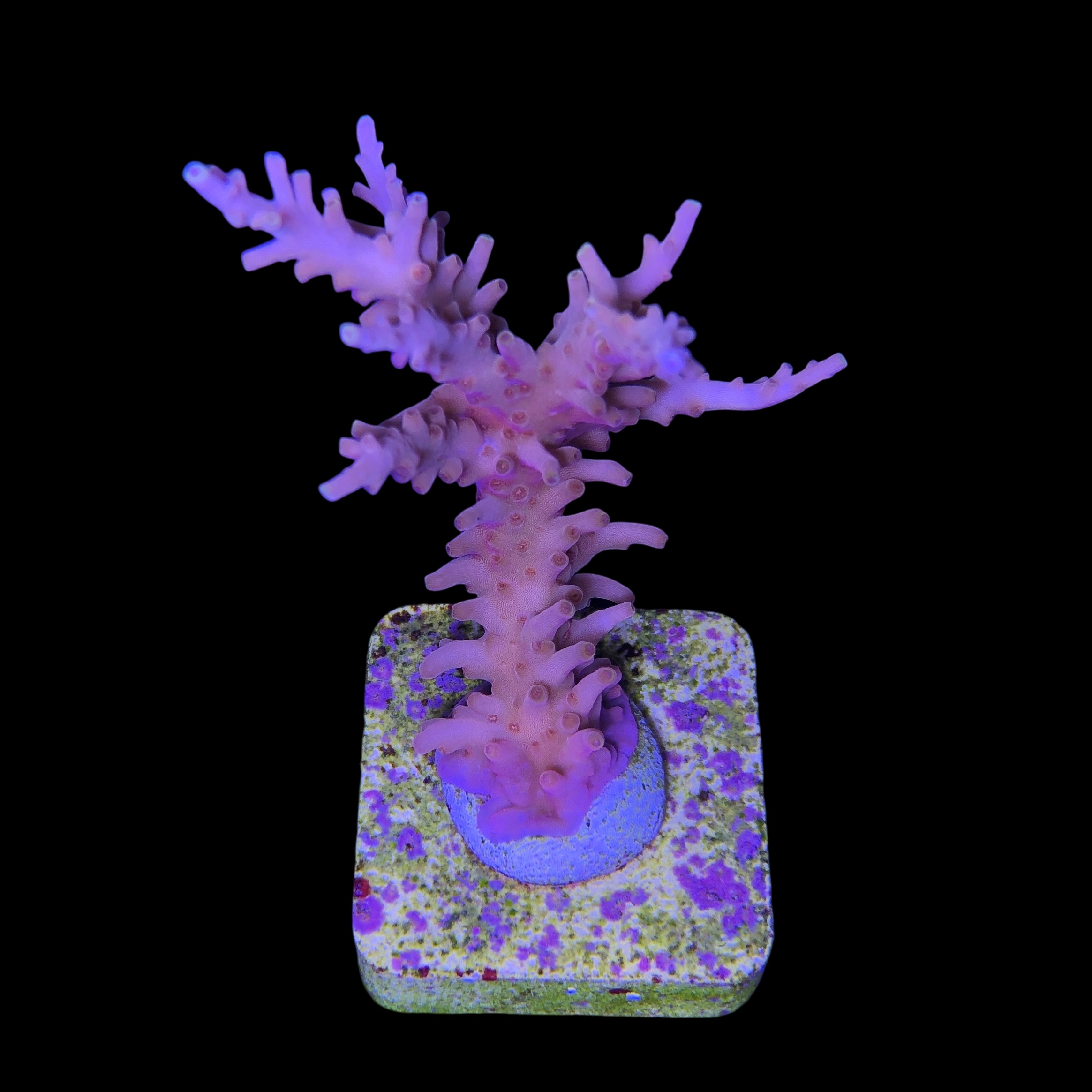 Golden Dragon G - Imagem 2