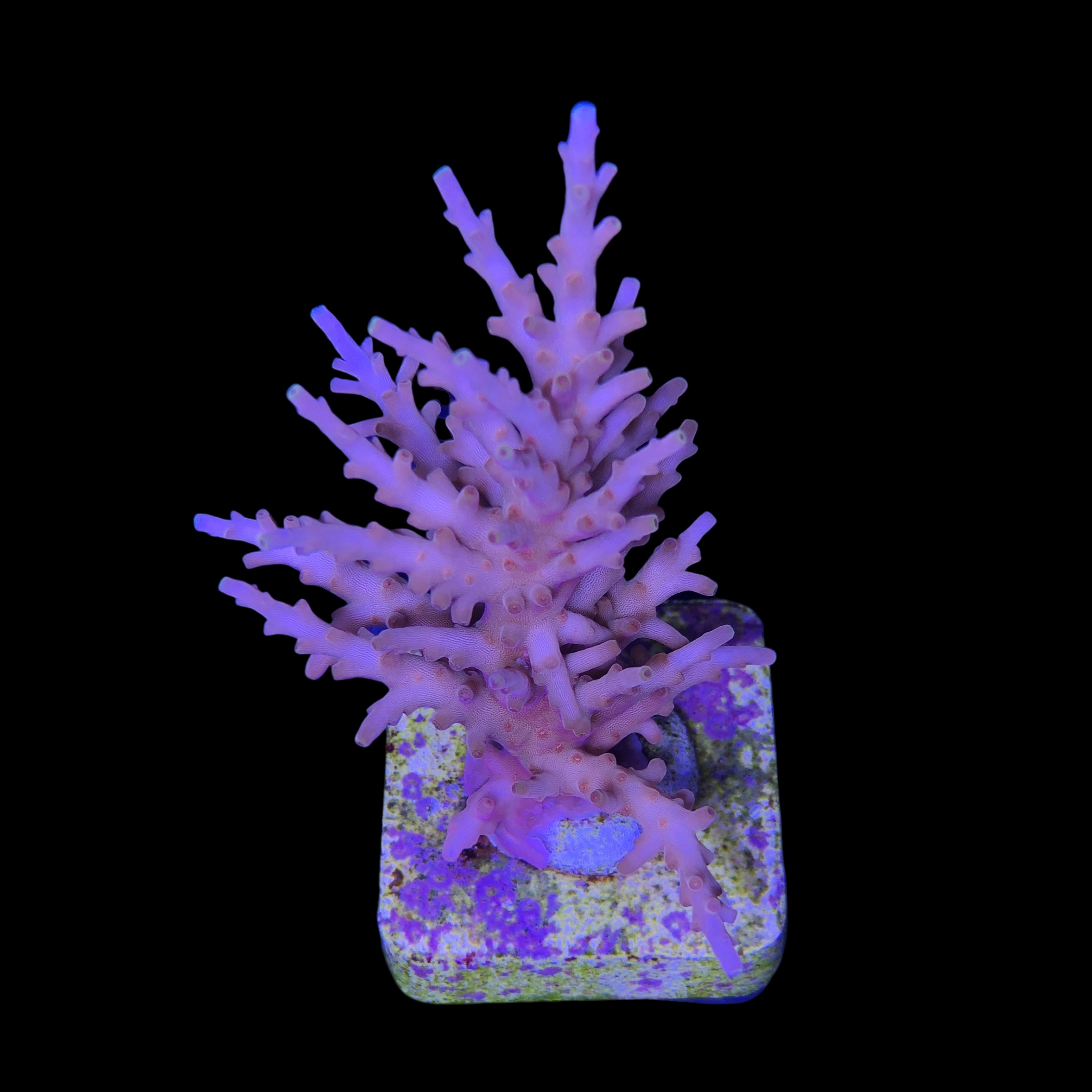 Golden Dragon G - Imagem 2