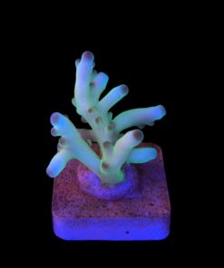 Granulosa Northern Lights M