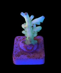 Granulosa Northen Light M