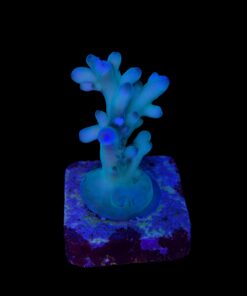 Alternative view of Granulosa Northen Light M