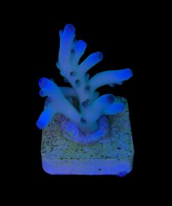 Alternative view of Granulosa Northern Lights M