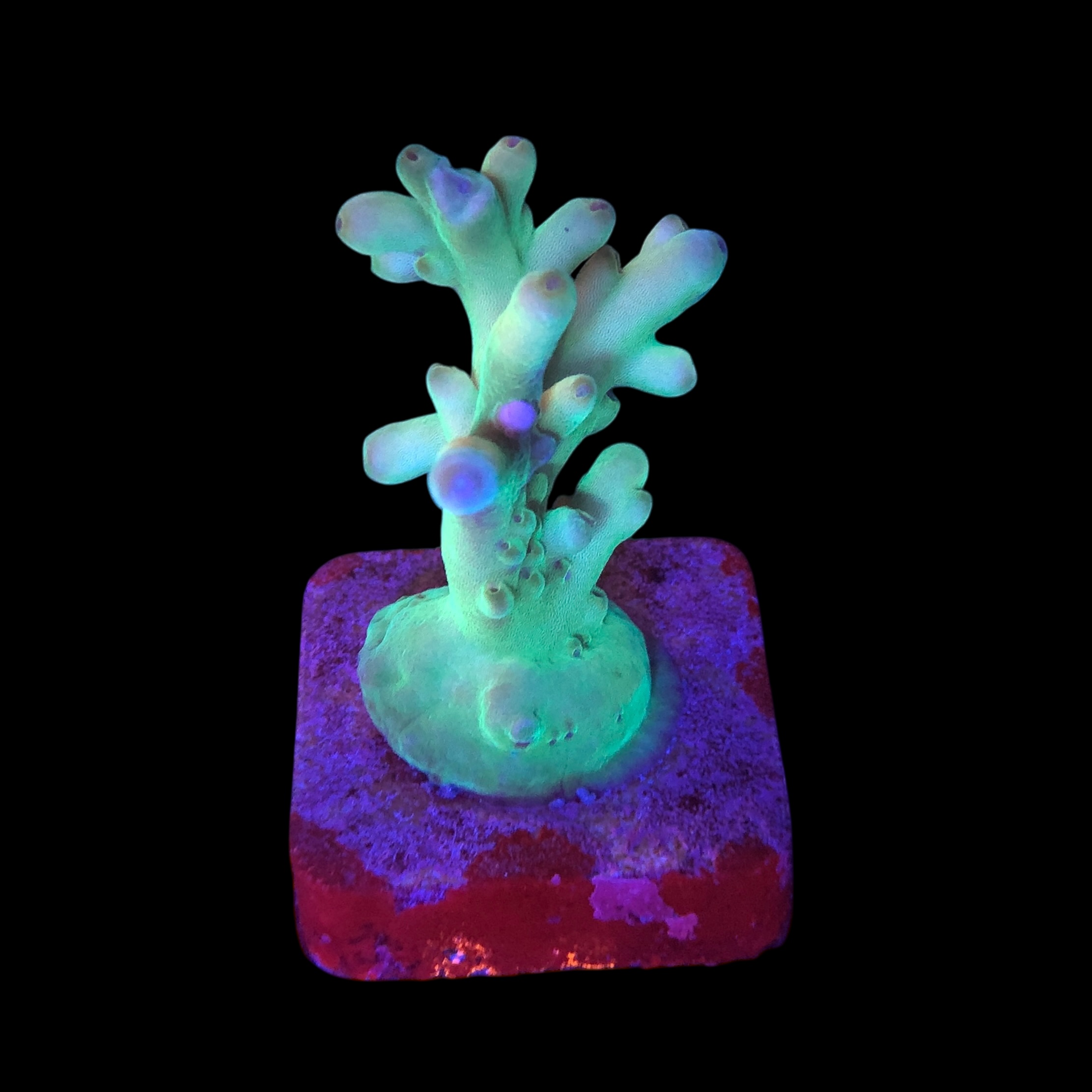 Granulosa Northen Light M