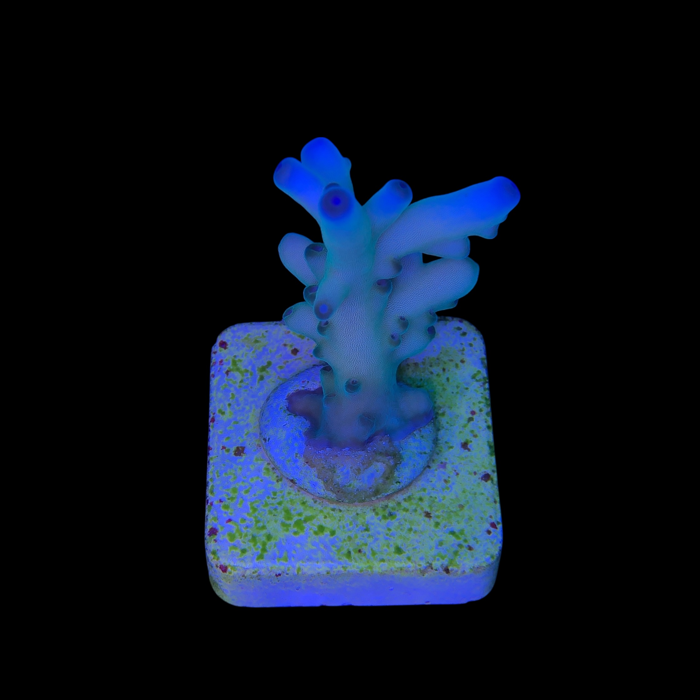 Granulosa Northen Light M - Imagem 2