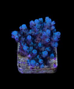 Alternative view of Guava M