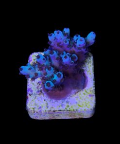 Alternative view of Guava M