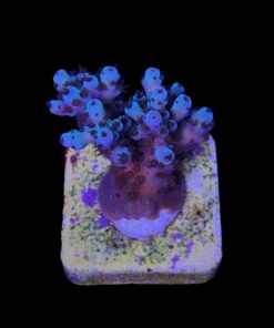 Alternative view of Guava M