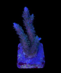 Horrida Green M NOVIDADE