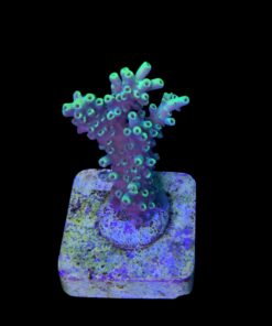 Alternative view of Lemon Pepper M