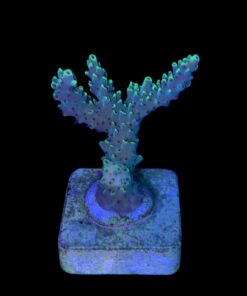 Alternative view of Lemon Pepper M