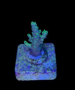 Alternative view of Lemon Pepper P