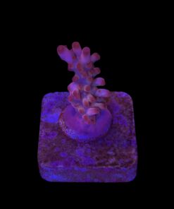 Lokani Purple Monster P