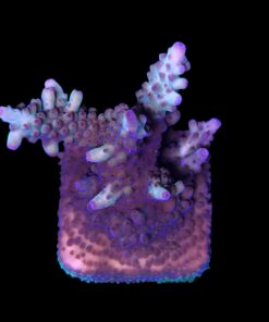 Alternative view of Lorips Strawberry G