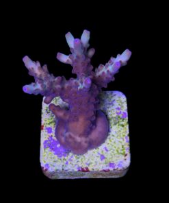 Alternative view of Lorips Strawberry M