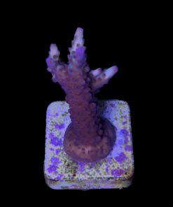 Alternative view of Lorips Strawberry M